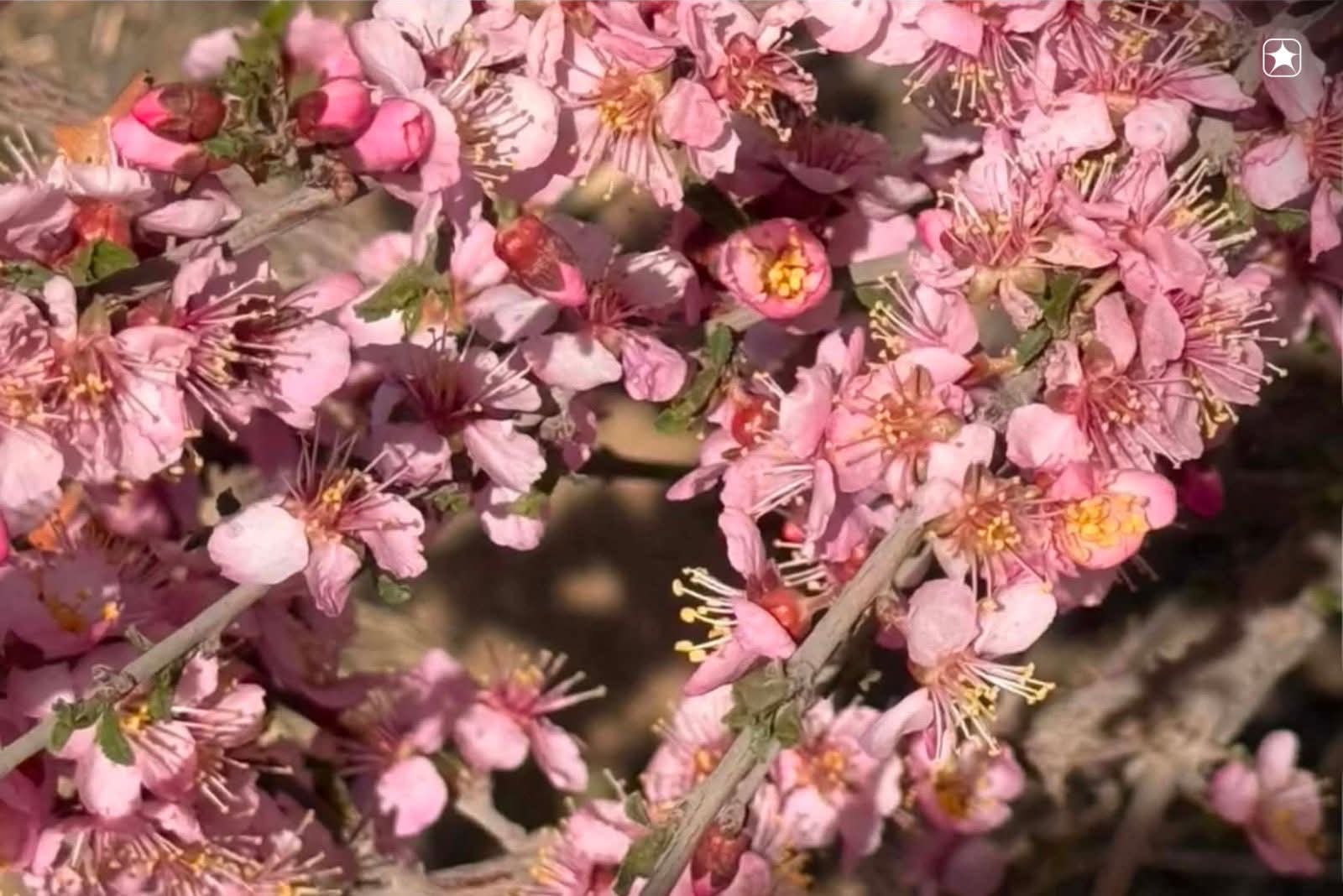 ⚫️ Ухаа худагийн мод үржүүлгийн талбайд говийн үзэсгэлэнт гүйлс цэцэглэжээ
