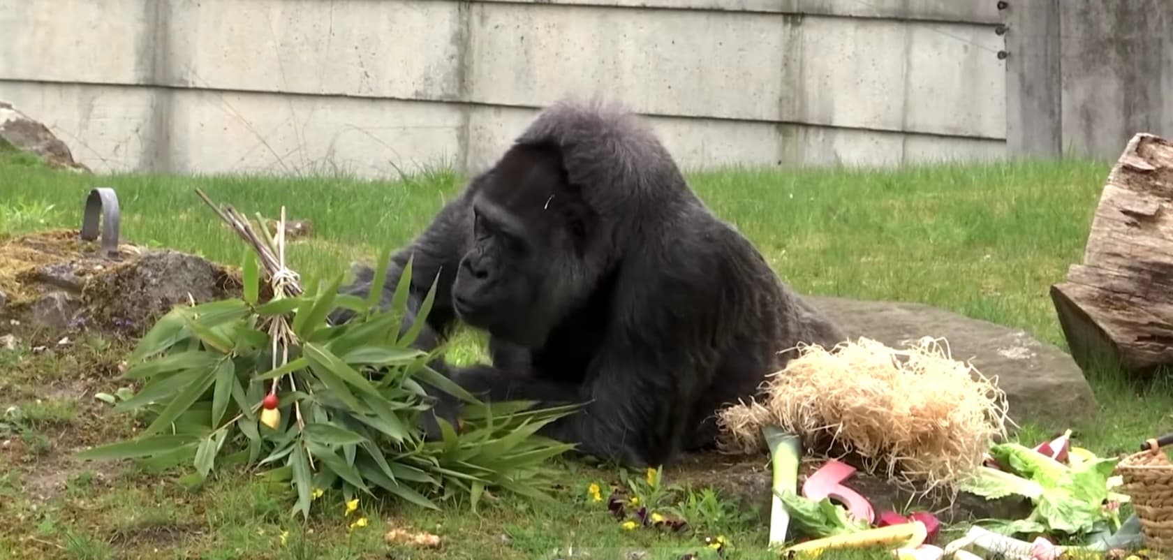 Дэлхийн хамгийн хөгшин горилла Фатоу 69 нас хүрлээ